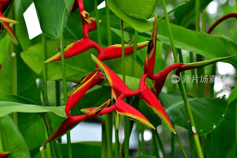 Heliconia /龙虾爪/巨嘴鸟峰